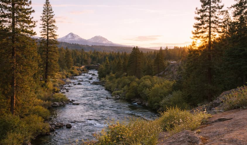 Private Psilocybin Retreat for High-Performing Professionals