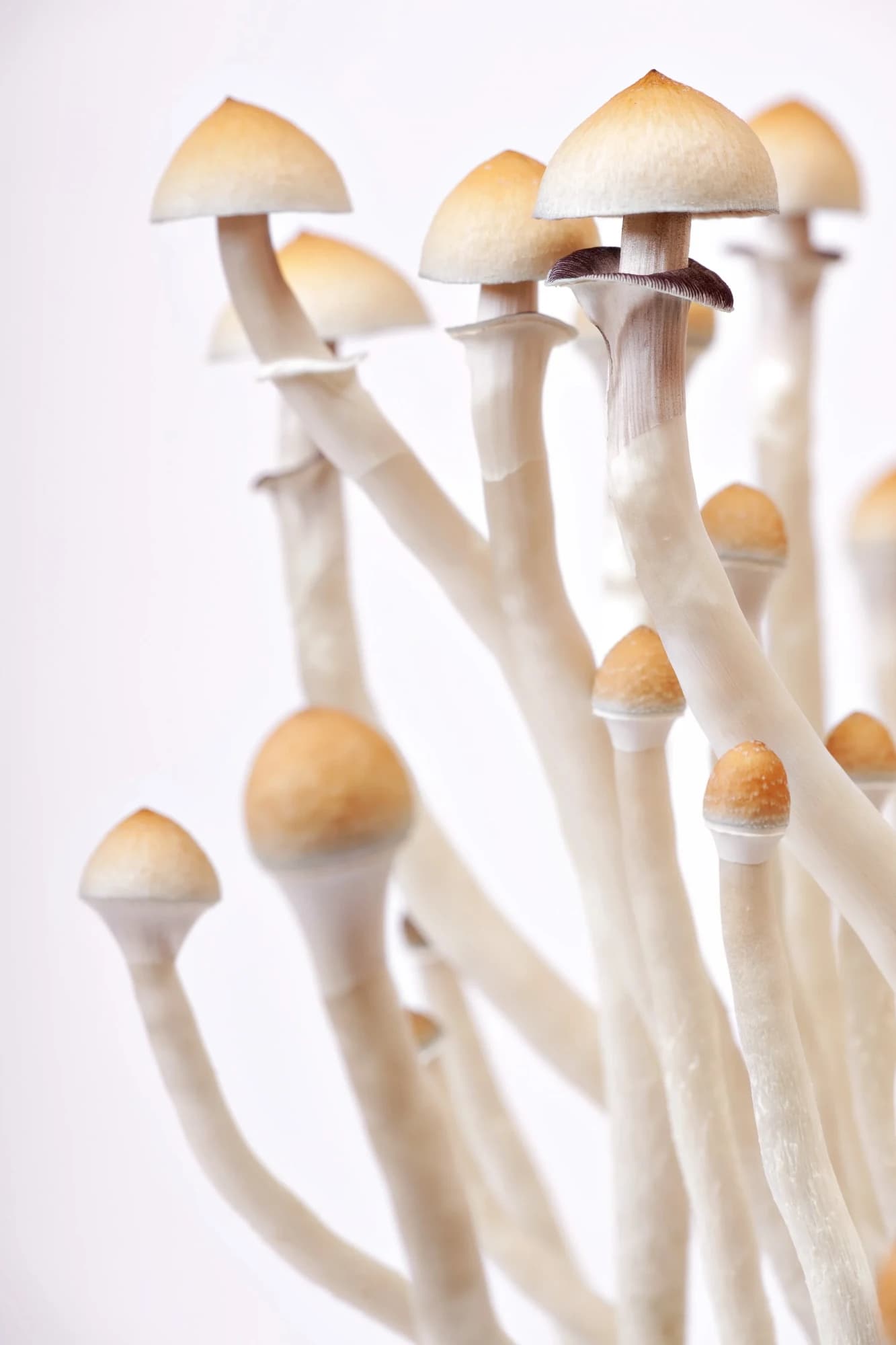 Finding Ground Again: A Psilocybin Journey for Trauma & PTSD