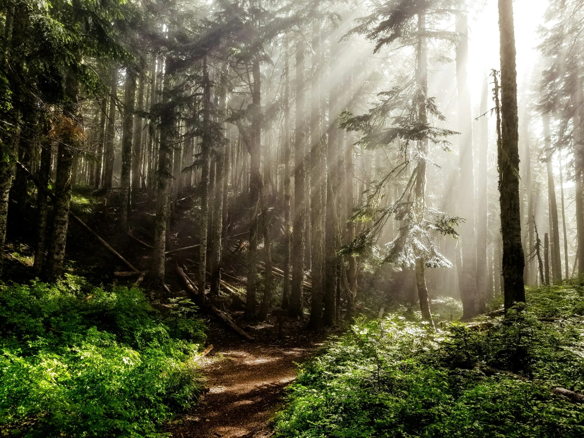 Althea's Pick: Legal Psilocybin Experience